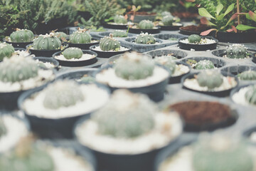 growing succulent cactus plant in pot.