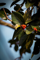 Yellow-Footed Green Pigeon on the banyan tree for eating fruits
