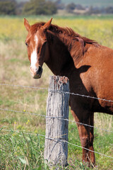 Brown Horse Standing by a Fence