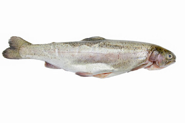truite isolé sur un fond blanc