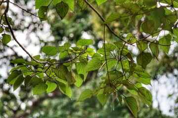 green leaves on a sunny day