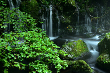 青モミジと滝の流れ