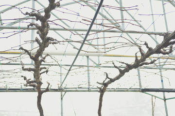 Pruning Training Grape Fruit Plant Tree. Garden Maintenance