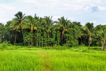Naklejka premium rice fields in india