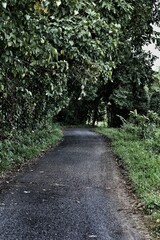 road in the forest