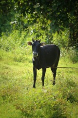 cow on the meadow