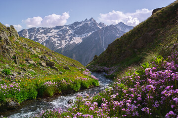Fototapeta na wymiar a stream in the mountains at sunset, surrounded by bright flowers