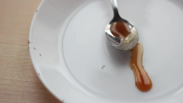 Ants eat honey from a white plate. The view from the top.