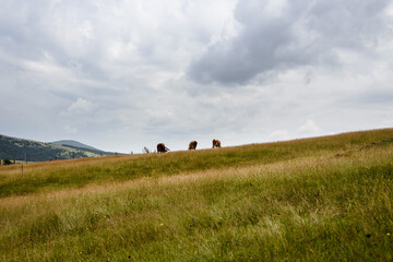 Countryside landscape with cows.