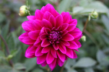 Violet dahlia in garden.Blurred background. Selective focus. Photo of a single dahlia flower.