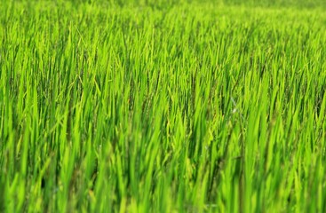 green rice field