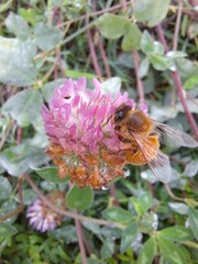 Bee on a flower