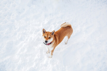 Siba inu looks up.The dog is standing in the snow.Young dog red color on the background of snow.