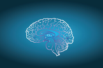 human brain vector illustration