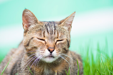 Obraz premium a small kitten fell asleep in the green grass