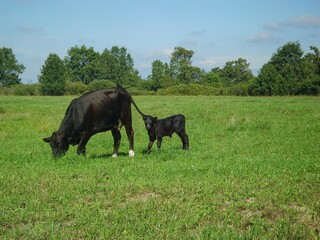 Black cow and her calf on a meadow