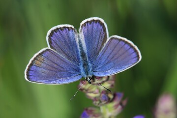 Reverdin's blue butterfly  sitting on the grass blade. Plebejus argyrognomon