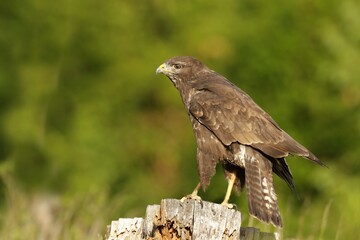 the common buzzard sitting on the stump. Buteo buteo
