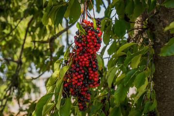 Red forest berries Sambucus racemosa in autumn forest. Macro and extreme close up