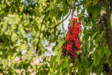 Red forest berries Sambucus racemosa in autumn forest. Macro and extreme close up