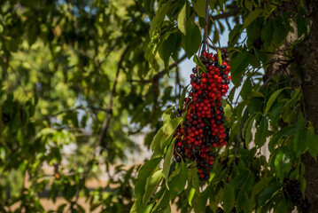 Red forest berries Sambucus racemosa in autumn forest. Macro and extreme close up