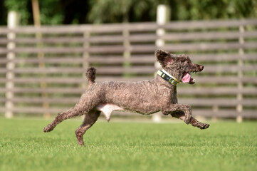ドッグランで遊ぶトイプードル