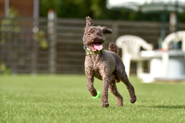 ドッグランで遊ぶトイプードル