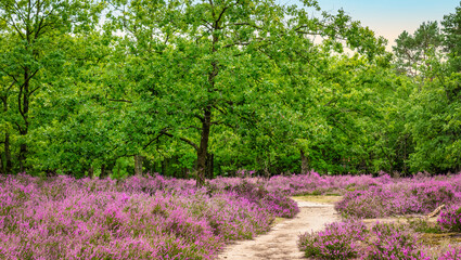 Purple heather landscape in Belgium.