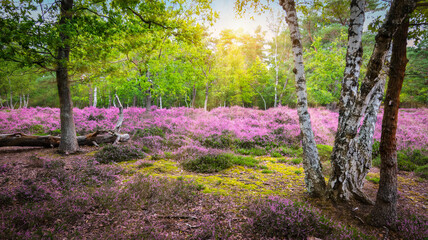 Purple heather landscape with sun through the deciduous forest trees.