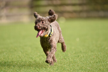 ドッグランで遊ぶトイプードル