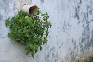 The dialogue of plants and God the creator. Plants: 