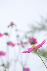 pink flowers in the garden