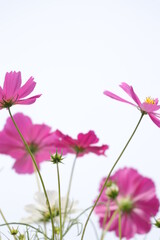 pink cosmos flowers