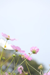 pink cosmos flower