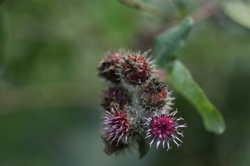 A close up of a flower