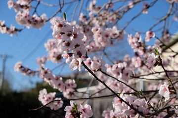 Pink cherry blossom in spring