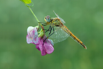 The dragonfly in the dew in the early morning dries its wings in the meadow