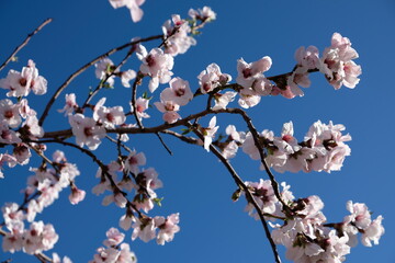 Pink cherry blossom in spring
