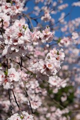 Fototapeta na wymiar Pink cherry blossom in spring