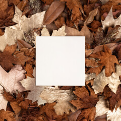 Modern Fall composition made of dried leaves with paper card note. Minimal Autumn concept. Flat lay.