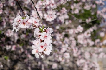 Pink cherry blossom in spring