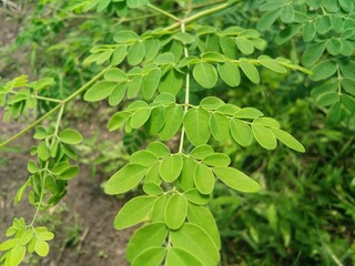green leaves background
