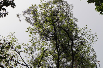 tree branches against blue sky