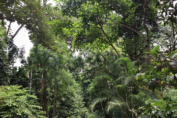 Fototapeta premium green tree in the garden
