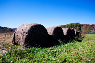 Hay Bales in the Field