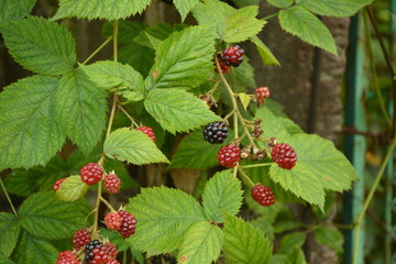 Wild blackberries in the natural habitat.Wild blackberries in the natural habitat.