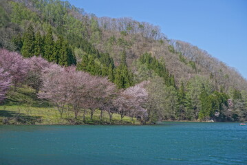 Sakura in the mountain with the lake in Japan