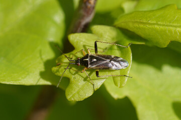 small male plantbug Harpocera thoracica on a young leaf of an oak. Tribe: Phylini. Subfamily: Orthotylinae. Family: Plant Bugs (Miridae). Spring, Netherlands, May