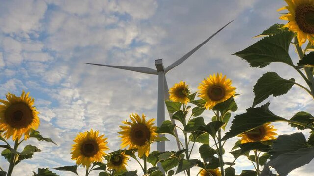 wind generator behind the sunflowers still camera