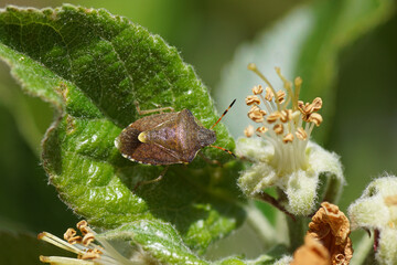 Vernal Shieldbug (Peribalus strictus) of the family Pentatomidae on spent flowers of an apple tree in a Dutch garden. Spring, Bergen, Netherlands, April